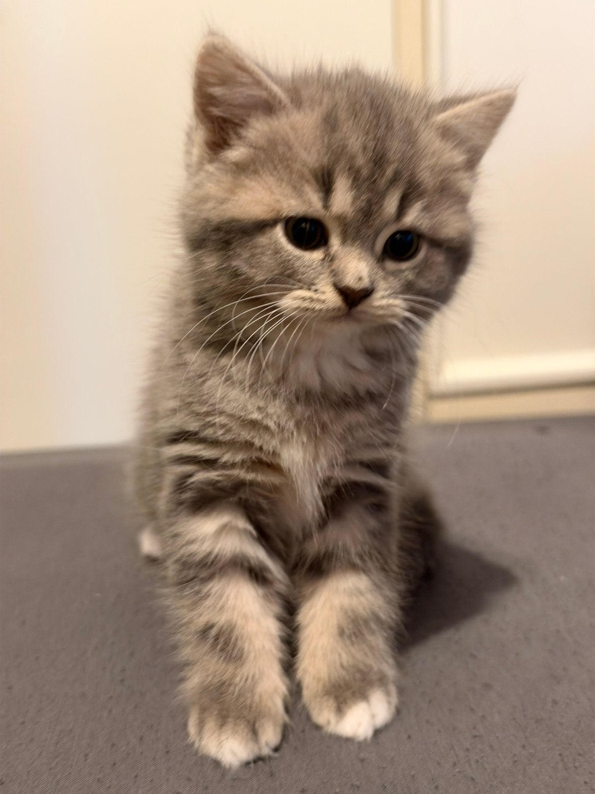 Halve Britse korthaar kittens, Meerdere dieren, 0 tot 2 jaar