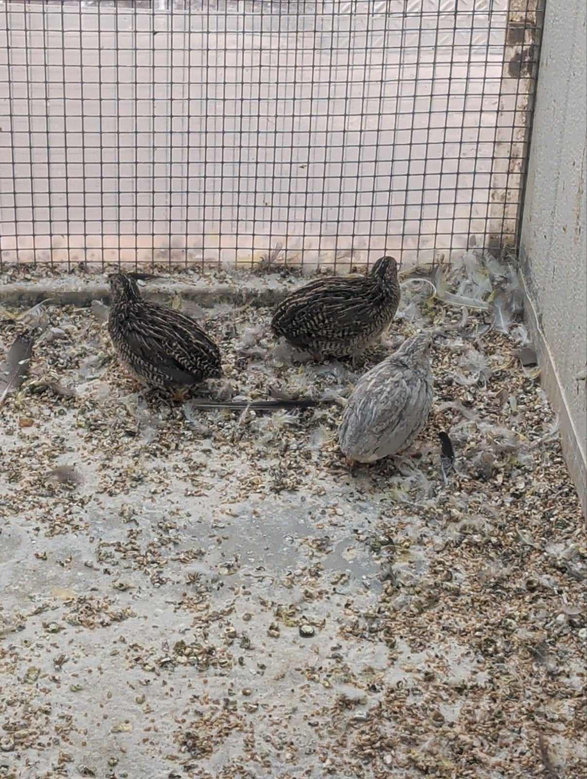 Chinese dwerg kwartels, Dieren en Toebehoren
