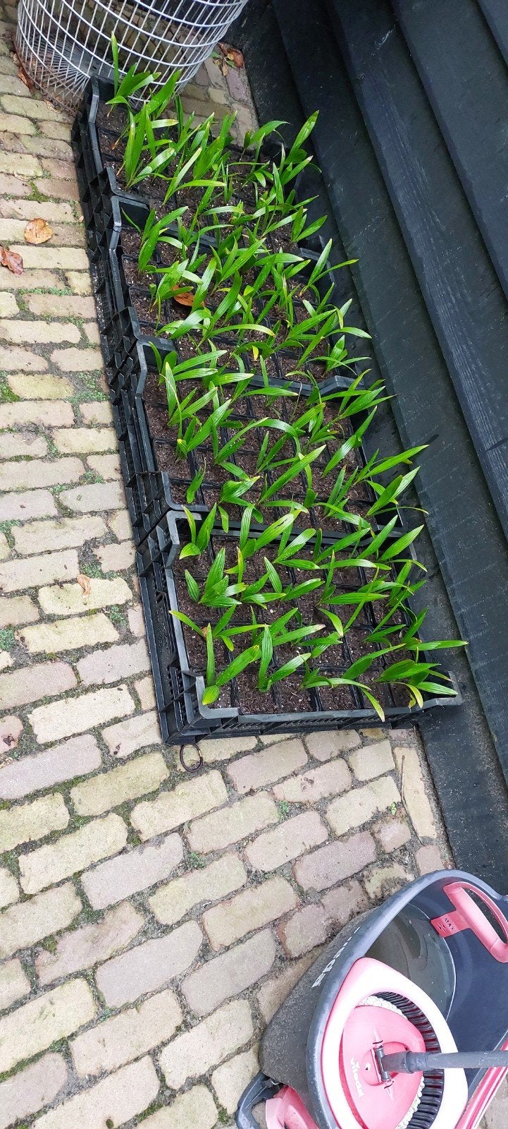 palmboompjes trachycarpus fortunei  zaailingen., Ophalen, Bloeit niet, Vaste plant, Volle zon