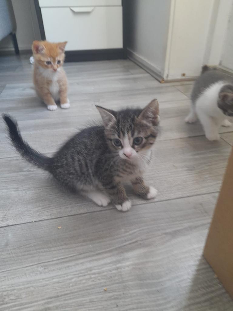 2 kittens aangeboden zijn al 8 weken...per kitten 75., Dieren en Toebehoren, Meerdere dieren