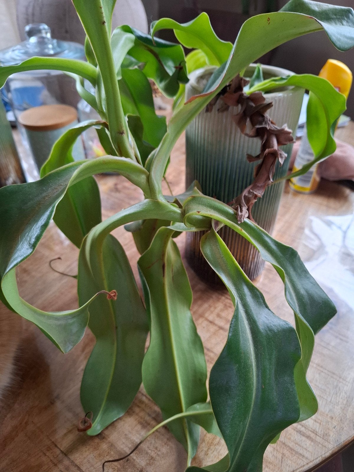 Vleesetende plant - Nepenthes (Bekerplant), Vaste plant, Halfschaduw, Zomer, Ophalen