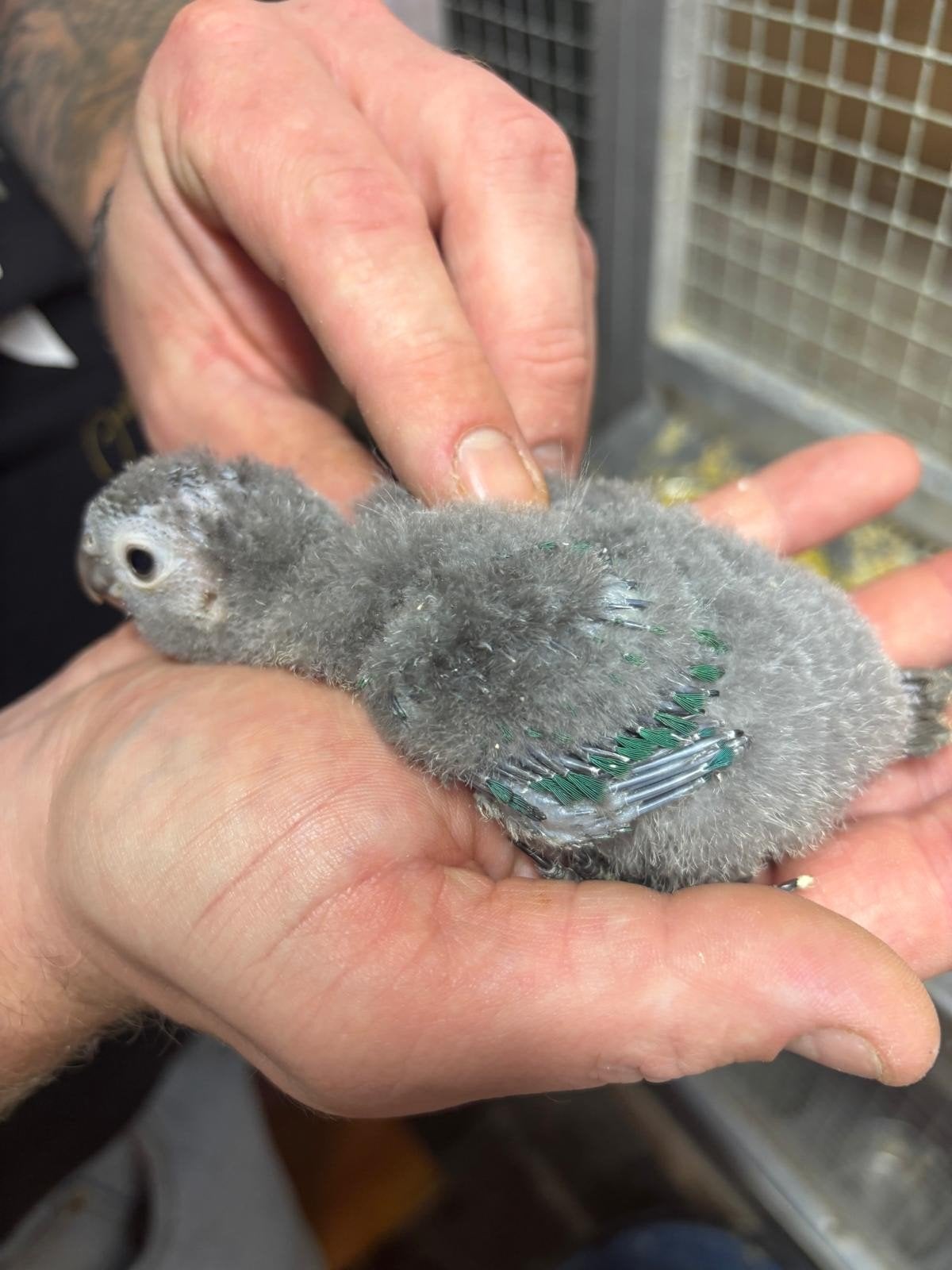 4 x handtamme pyrrhura’s, Meerdere dieren, Parkiet
