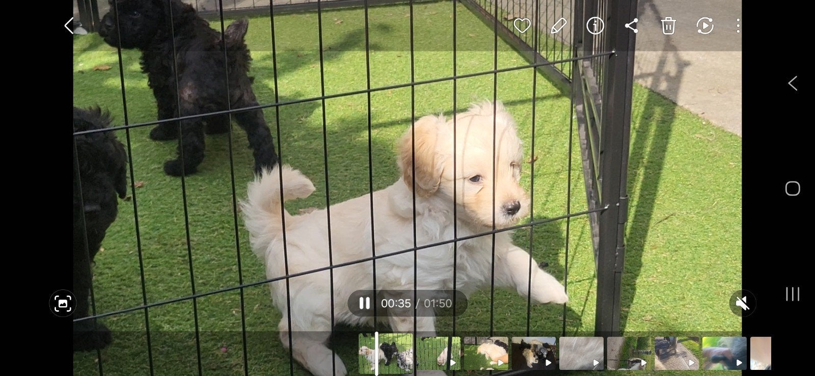 Foto 5 van Bordoodle unieke pups abrikoos en zwart