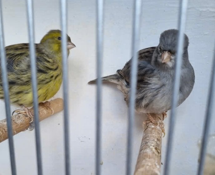 Five fancy kanaries, Meerdere dieren, Kleurkanarie