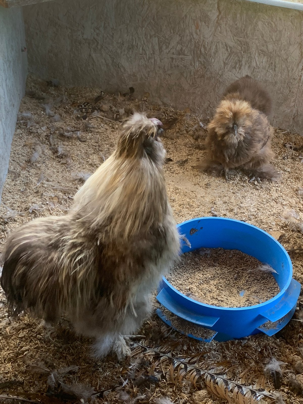 Te koop Echte USA zijdehoen Broedeieren, Dieren en Toebehoren, Pluimvee, Geslacht onbekend, Kip
