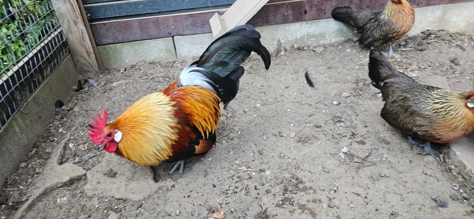 Hollandse kriel patrijs, 4 hennen 1 haan, Dieren en Toebehoren, Pluimvee