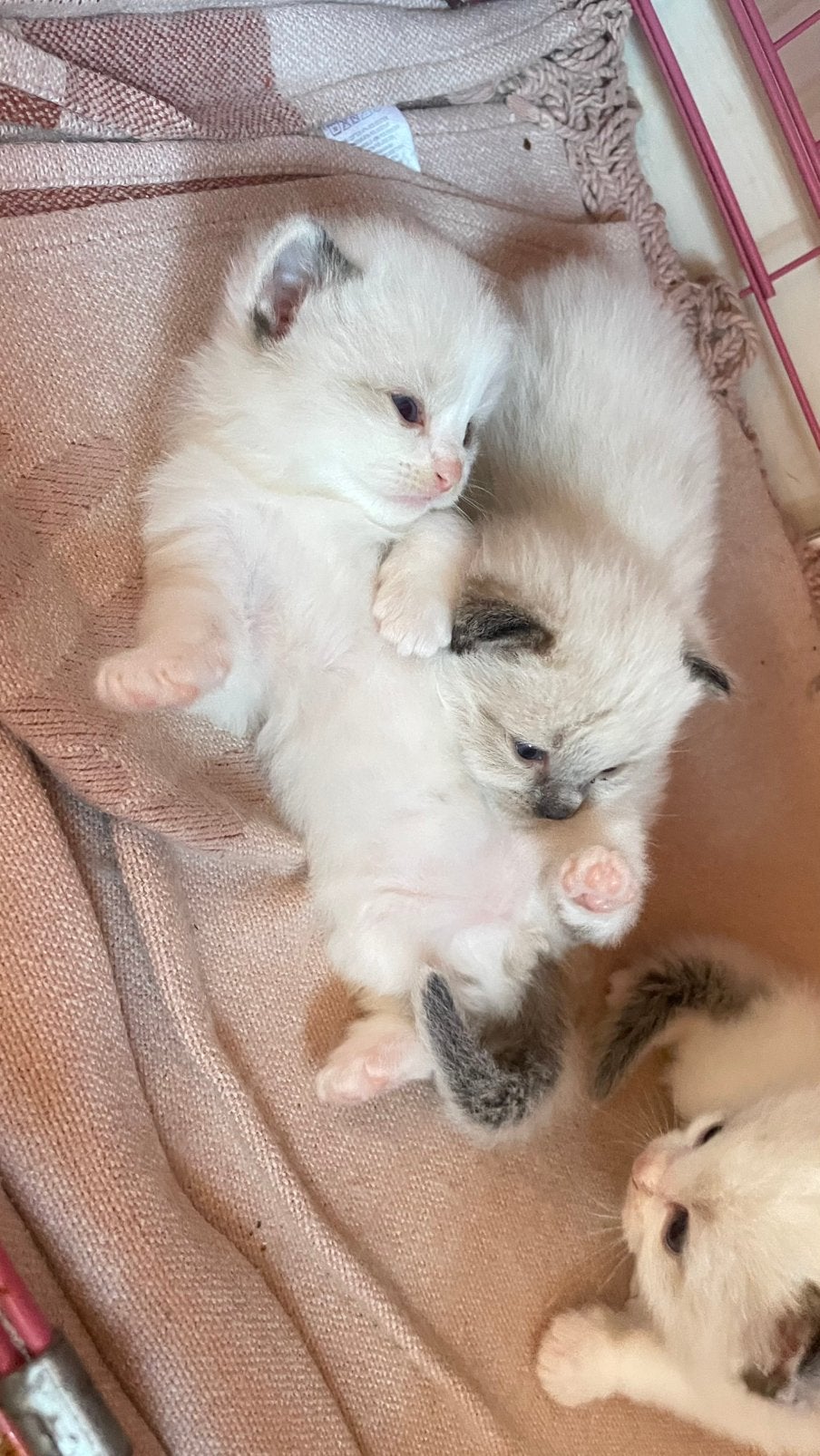 Prachtige, mega lieve Ragdoll kittens, Meerdere dieren, Gechipt, 0 tot 2 jaar