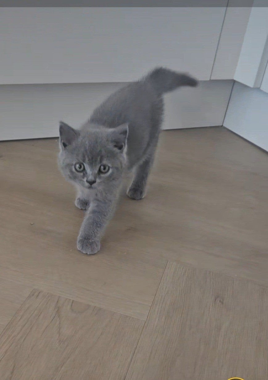 Het is niet langer beschikbaar., Dieren en Toebehoren, Kater