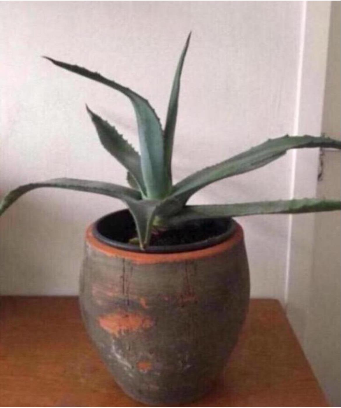 Biologische Agave planten in de oude vintage bloempotten, Huis en Inrichting, Ophalen, Minder dan 100 cm, In pot, Cactus