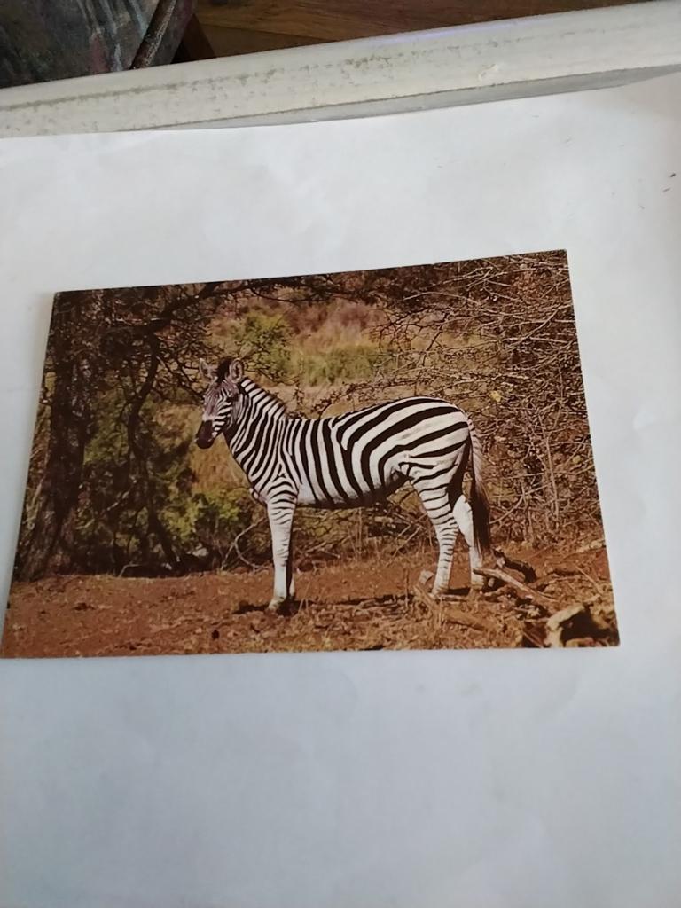 ZEBRA, Ophalen of Verzenden, Sterren en Beroemdheden