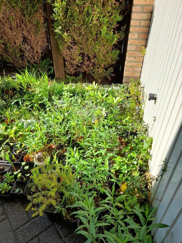 HEEL VEEL VASTE PLANTEN, Ophalen of Verzenden, Overige soorten, Halfschaduw