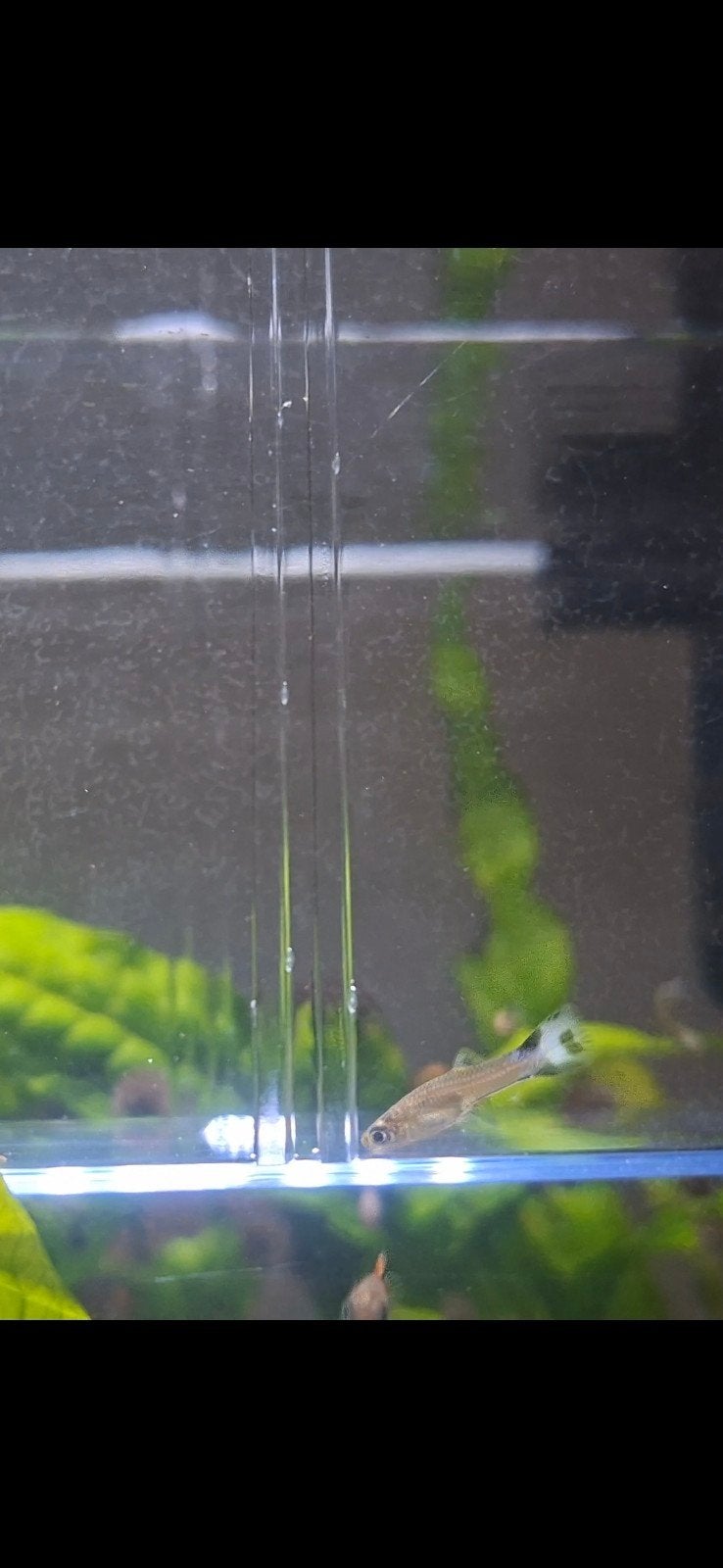 9 kleurrijke jonge gup mix- €0,75 per stuk, Dieren en Toebehoren, Vis, Zoetwatervis, Schoolvis