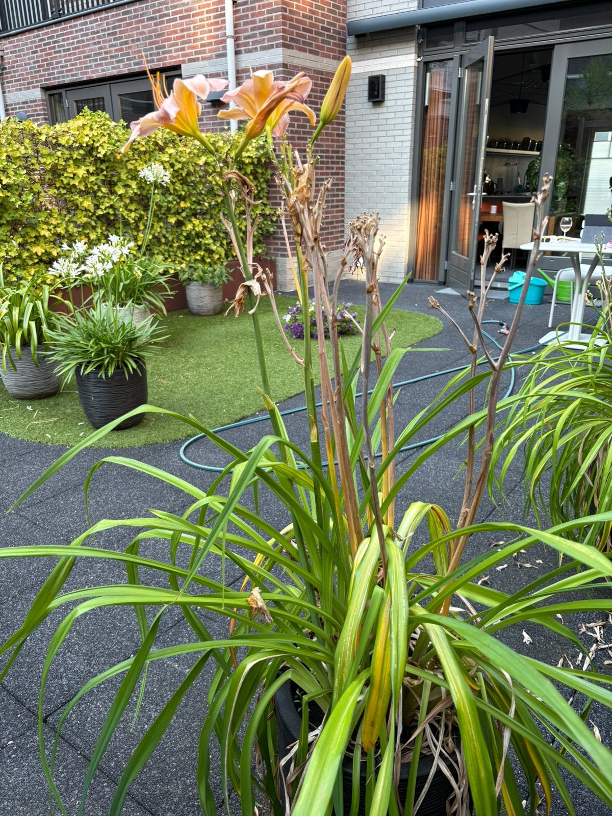 Hemerocallis daglelie in in plastic Capi pot, Ophalen, Overige soorten, Volle zon