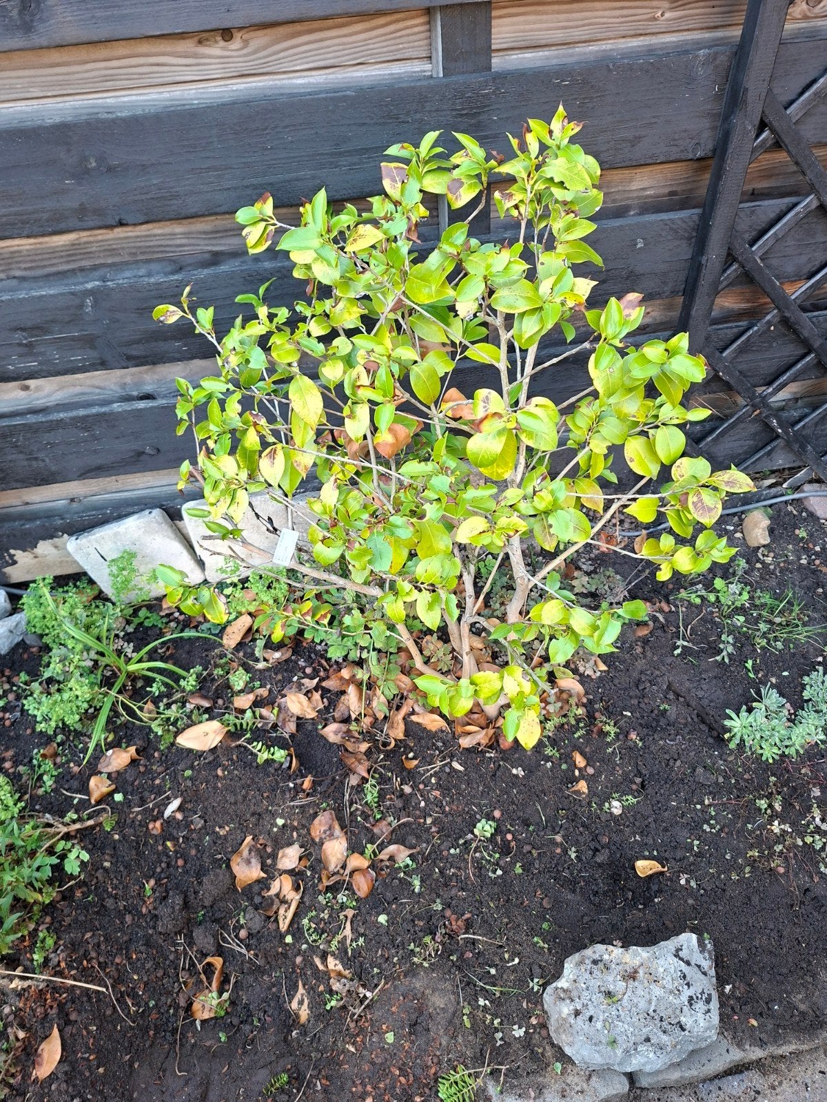 Camellia Jap. Elegans, Ophalen, Minder dan 100 cm