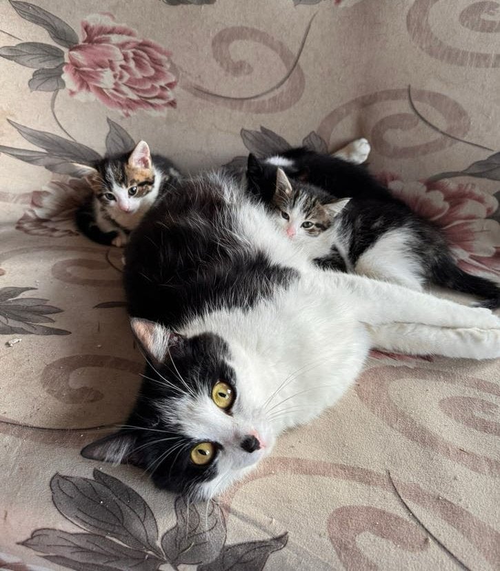 Lieve, sociale kater kitten zoeken een gouden mandje!, Kater, 0 tot 2 jaar