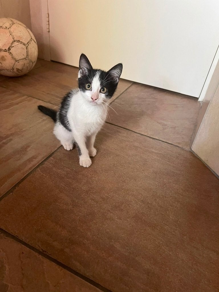 Boerderijkittens, Dieren en Toebehoren, Katten en Kittens | Overige Katten, Meerdere dieren, Kortharig, 0 tot 2 jaar