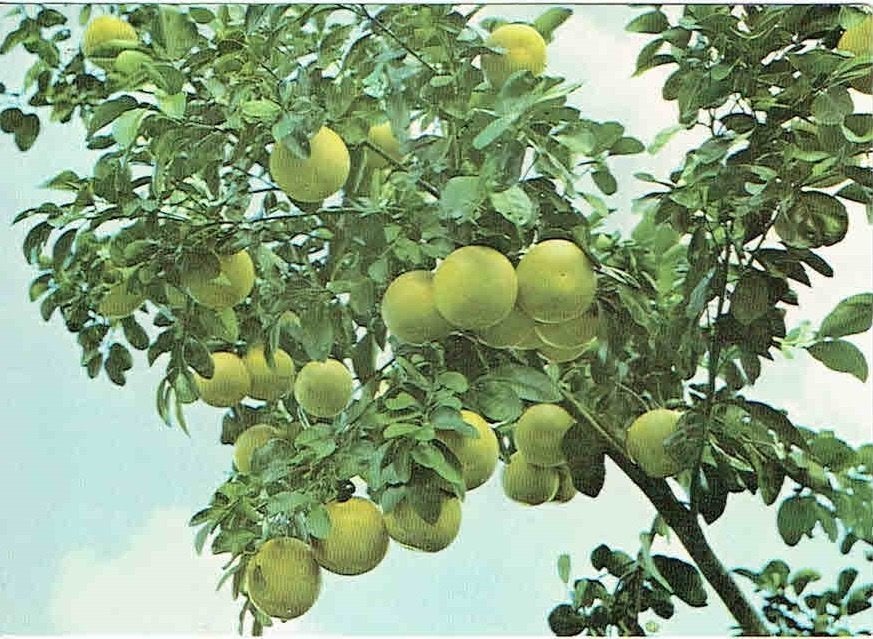 Suriname 1985 Vruchten Grape-fruit Dinxperlo > Eijgelshoorn, Verzenden, 1980 tot heden, Gelopen, Natuur