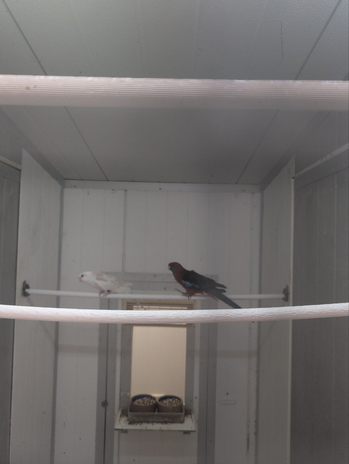 koppel penant rosella wit x split, Dieren en Toebehoren, Vogels | Parkieten en Papegaaien, Meerdere dieren, Parkiet, Geringd