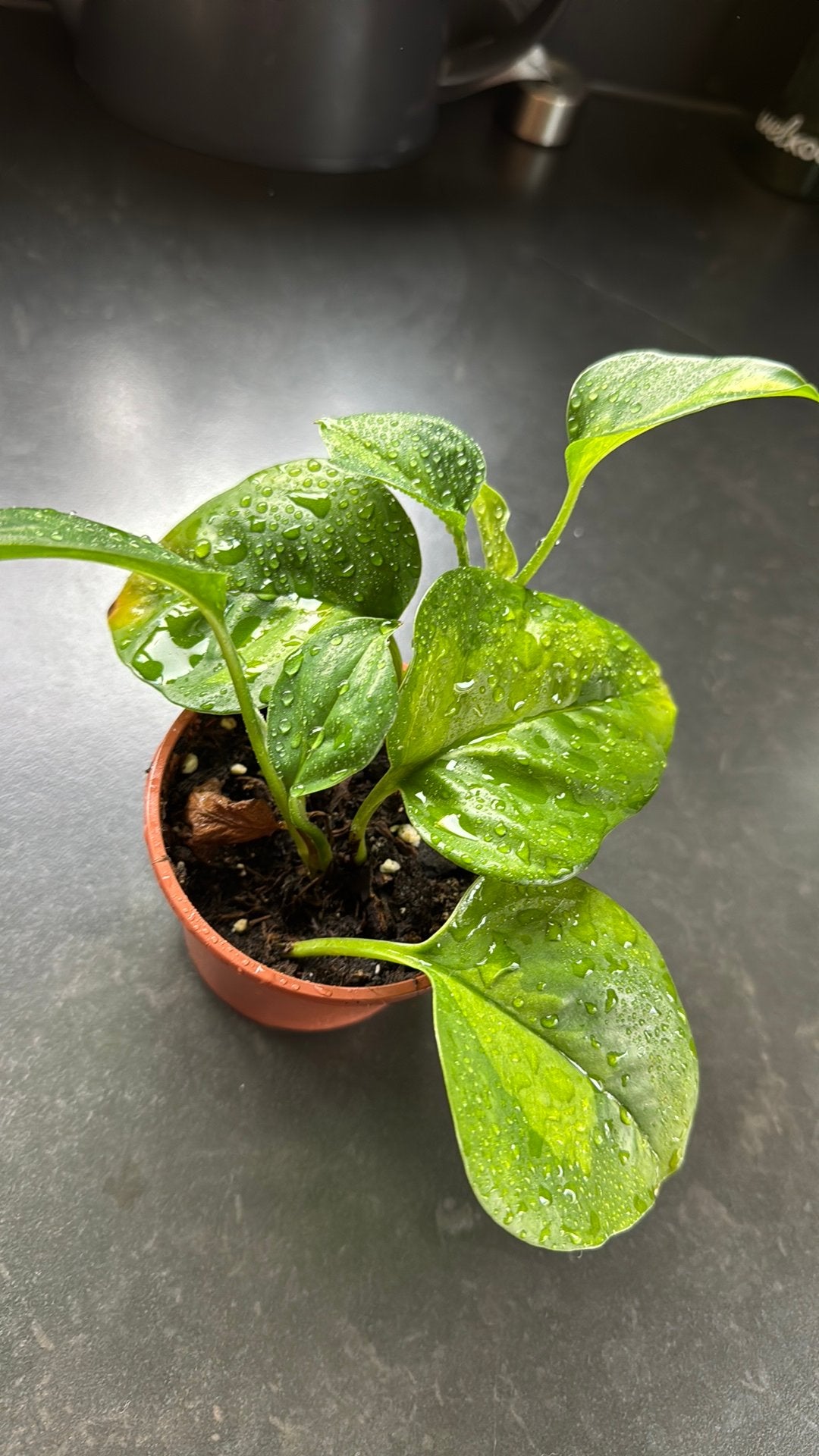 Epipremnum pinnatum global green, Ophalen of Verzenden, Halfschaduw, Minder dan 100 cm
