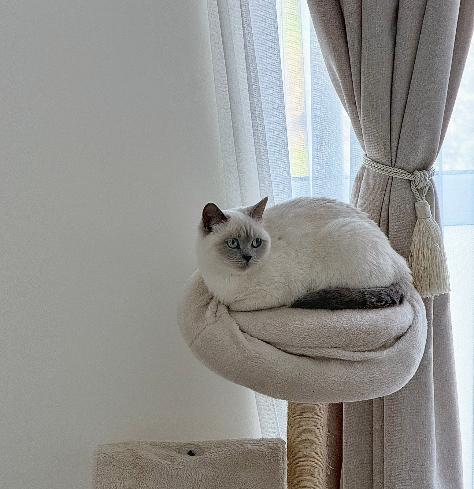 Britse korthaar poes blue point, Dieren en Toebehoren, Poes, Gechipt