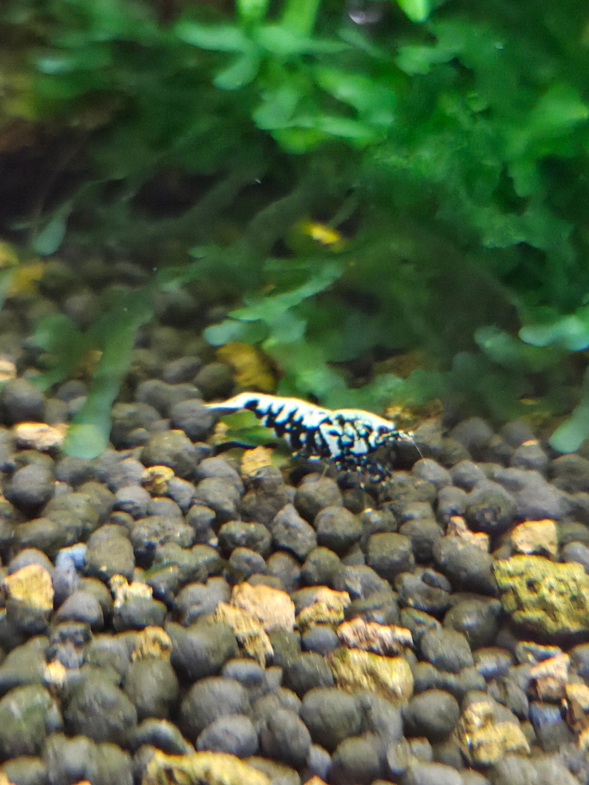 Blue boa/fishbone caridina garnaal, Kreeft, Krab of Garnaal