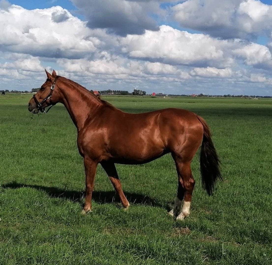 Lieve betrouwbare elite ibop fokmerrie toplijn, Merrie