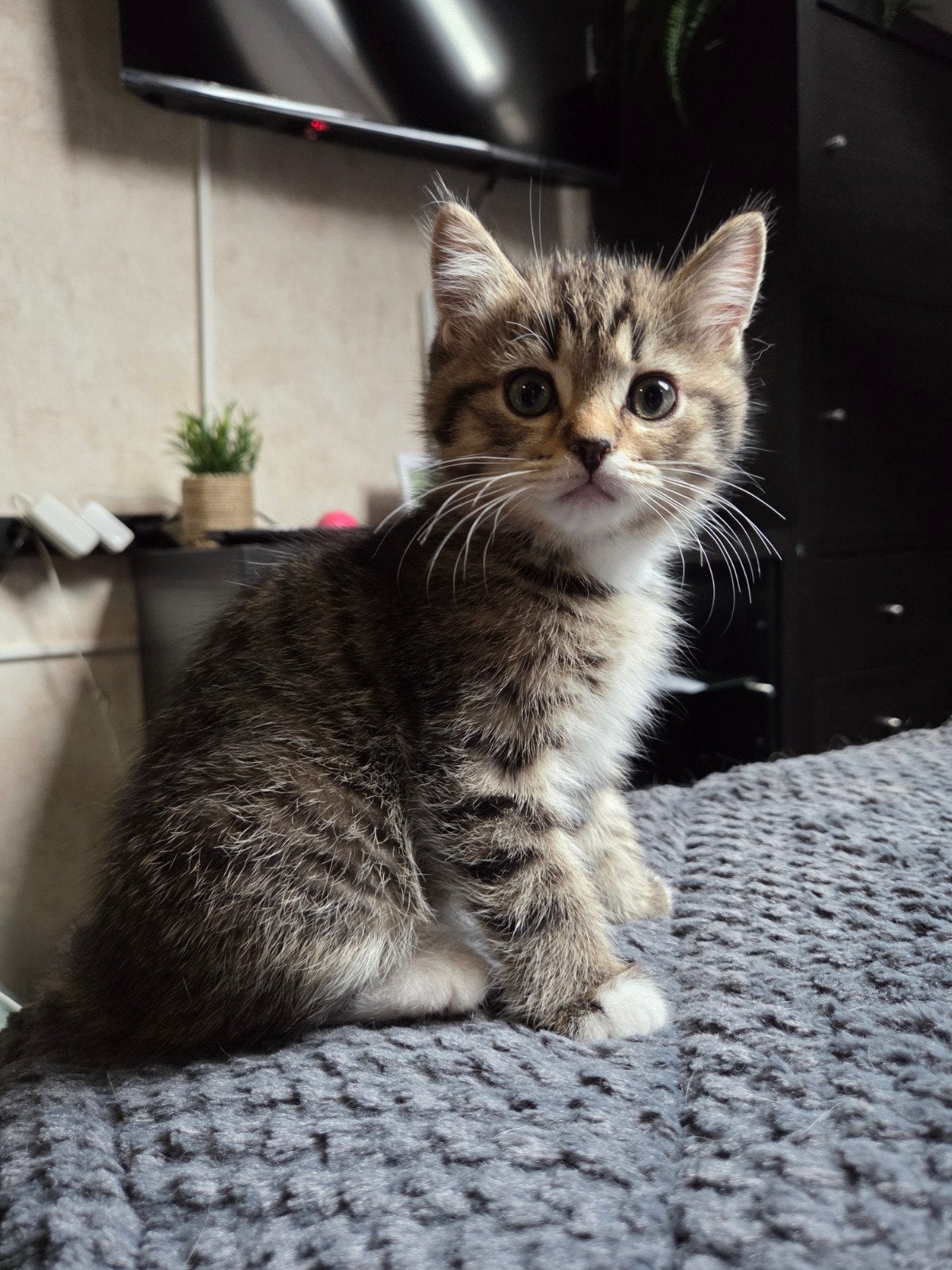 Super leuke kittens ragdoll x brits korthaar, Meerdere dieren, 0 tot 2 jaar