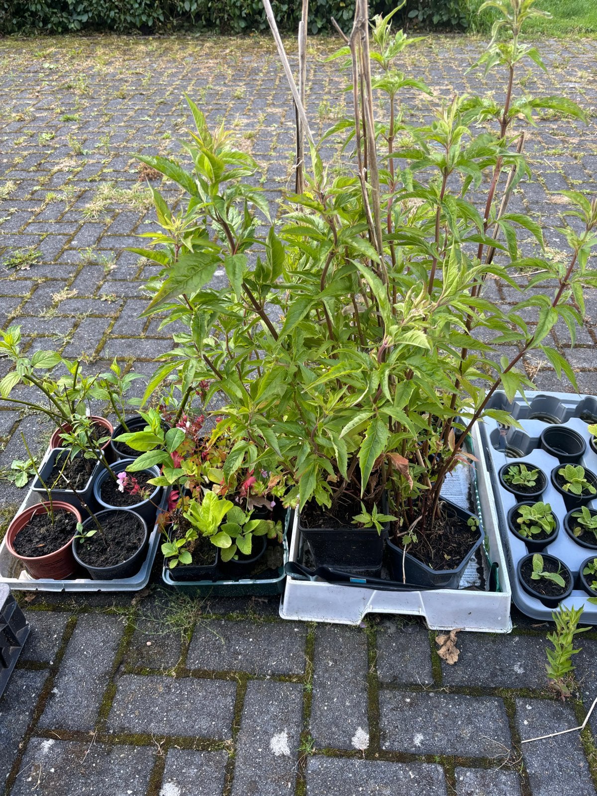 Eupatorium cannabinum., Tuin en Terras, Overige soorten, Vaste plant, Ophalen of Verzenden, Halfschaduw