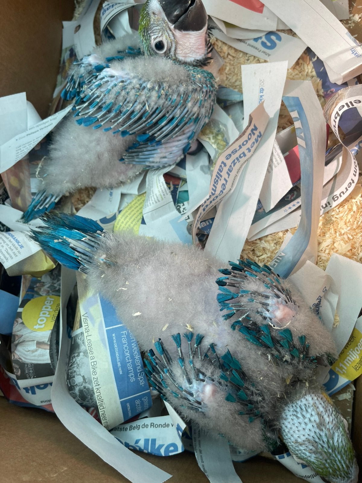 Te reserveren Tamme blauwgele ara, Geslacht onbekend, Papegaai, Pratend