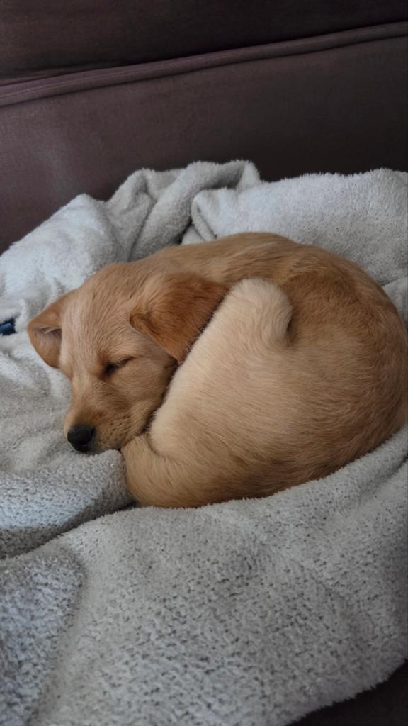 Pup teef tekoop, Dieren en Toebehoren, Overige rassen, 8 tot 15 weken, Teef, Eén hond