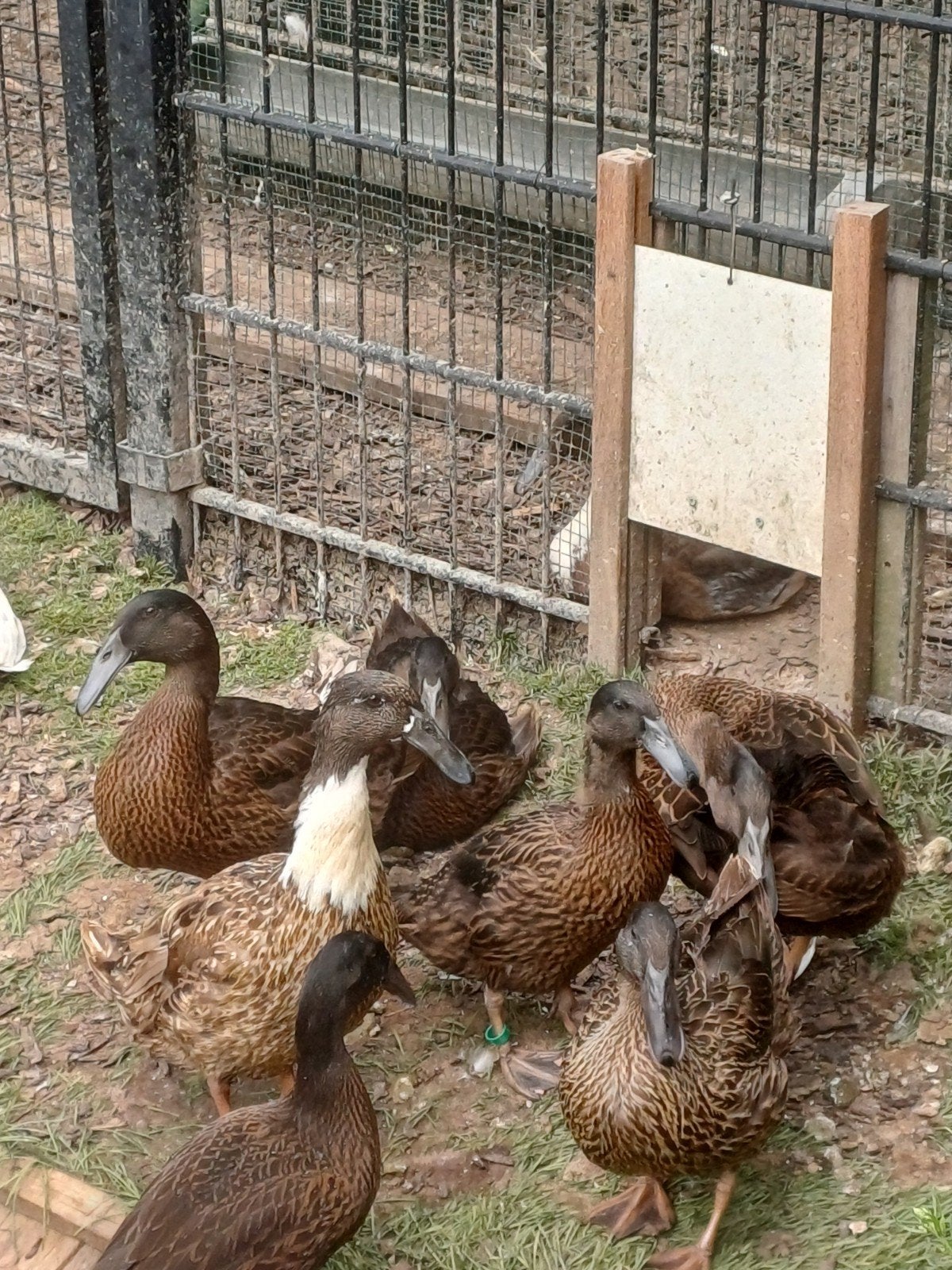 Krombekeenden, Dieren en Toebehoren, Meerdere dieren, Eend