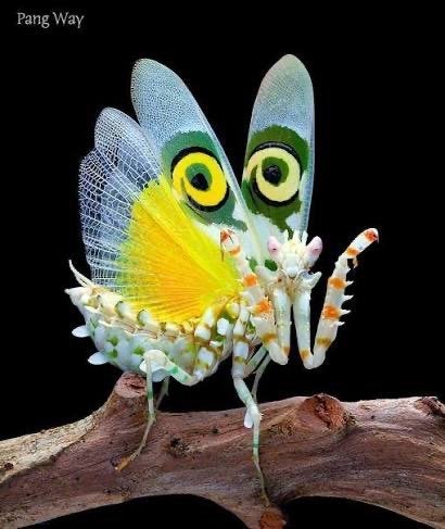 Bidsprinkhaan GEZOCHT! Pseudocreobotra wahlbergii (Insect), Dieren en Toebehoren, Sprinkhaan of Krekel