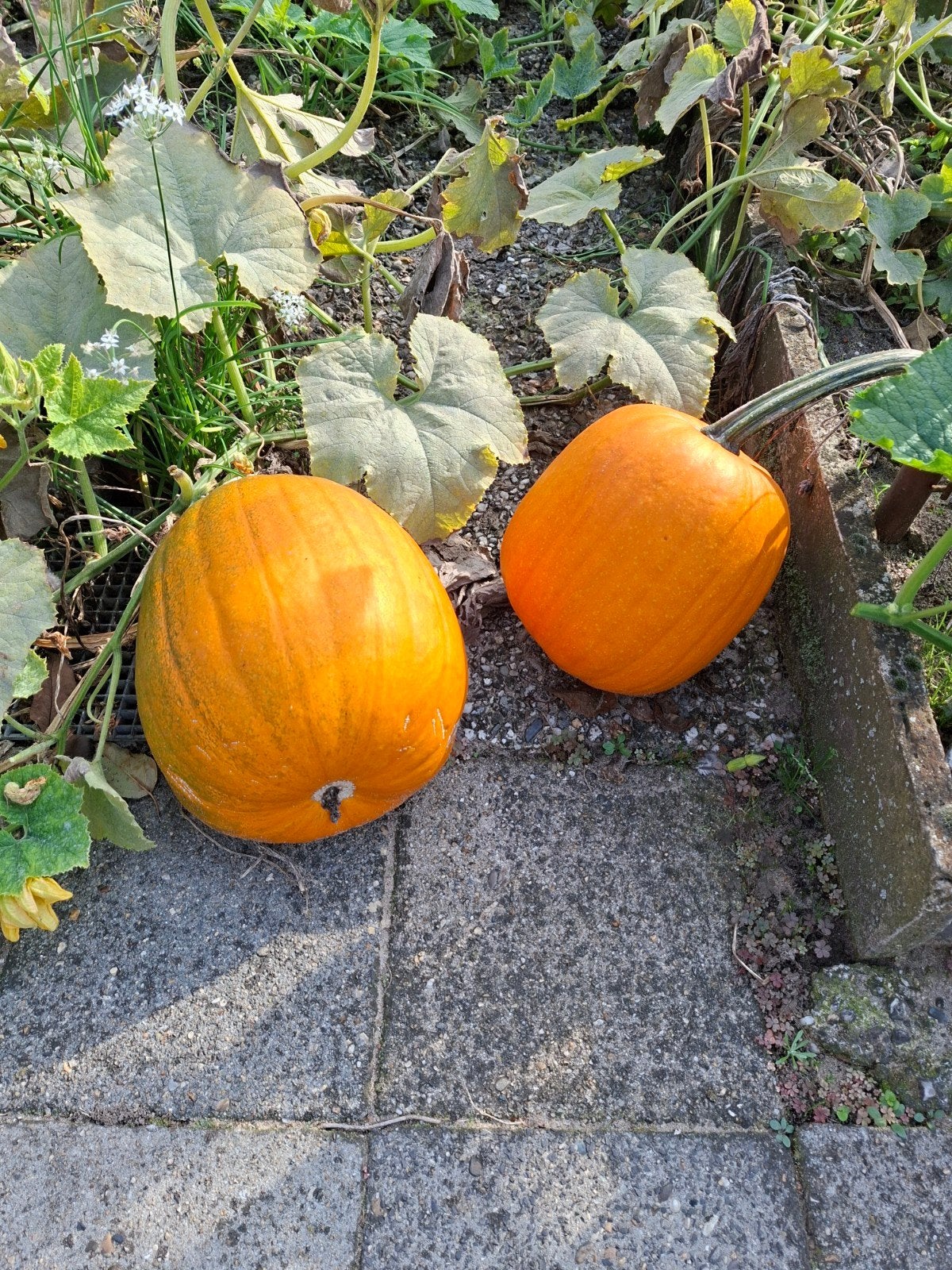 Diverse sierpompoenen voor Halloween, Ophalen