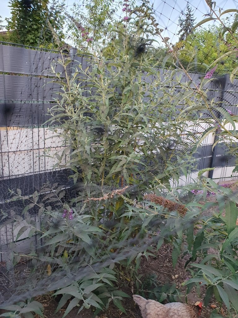 vlinderstruik en tomatenplanten, Tuin en Terras, Volle zon, Vaste plant, Zomer, Ophalen