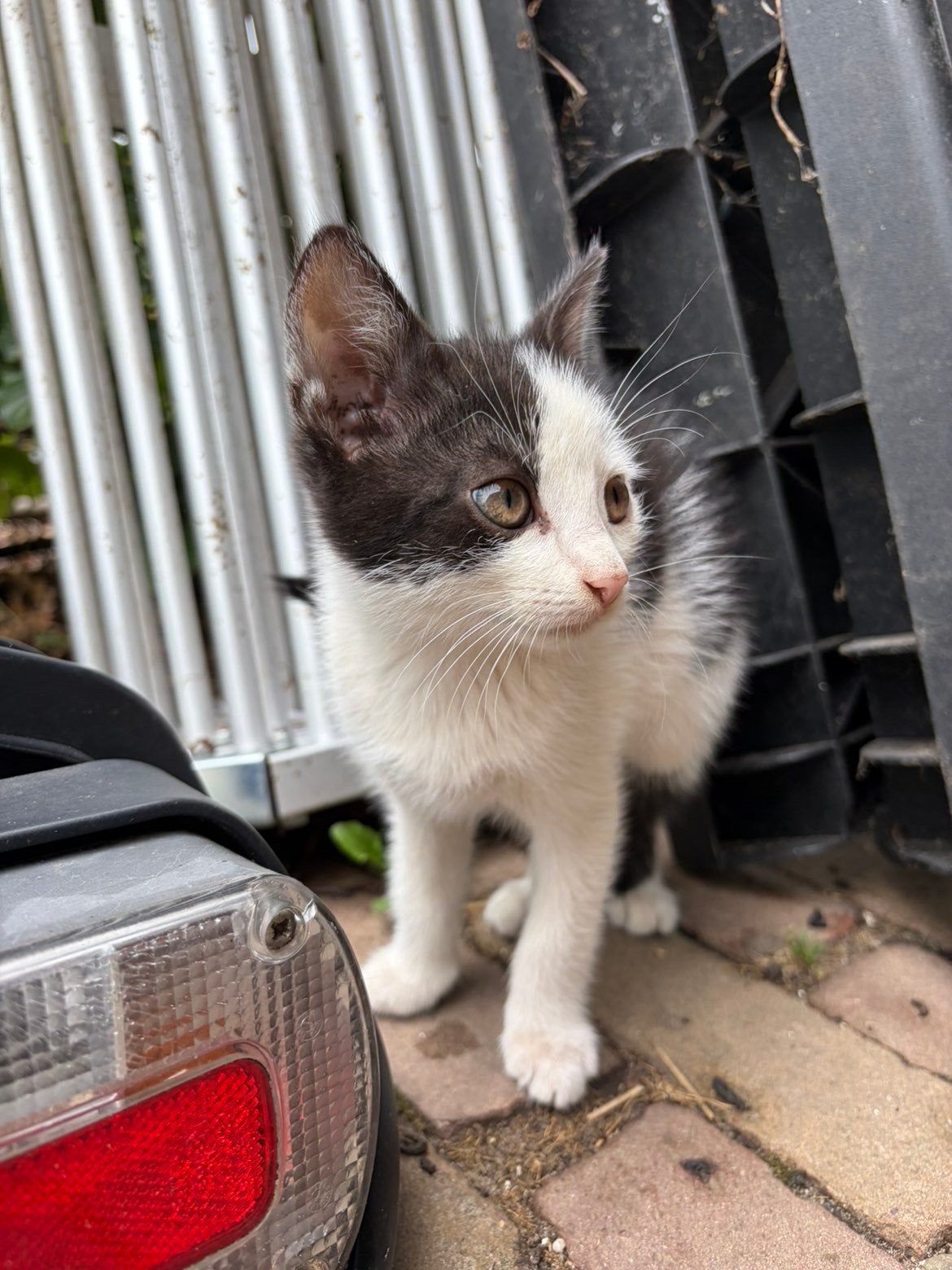 Kittens, Kater, Kortharig, 0 tot 2 jaar
