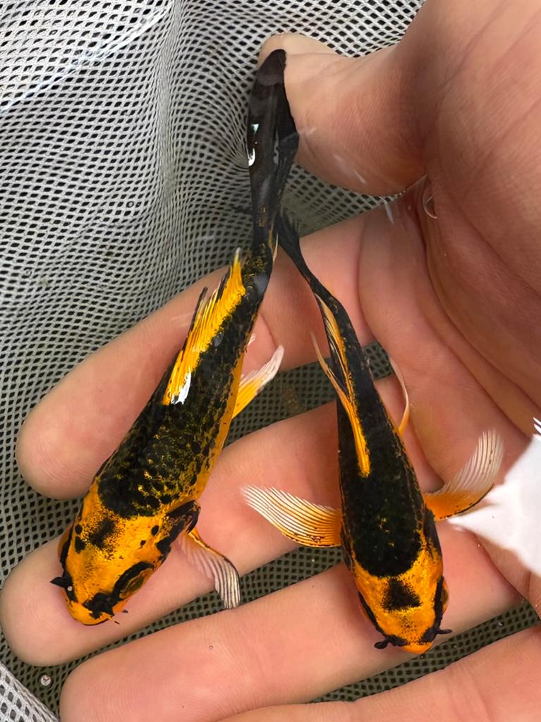 Prachtige betaalbare butterfly koi mix !!!, Karper of Koi