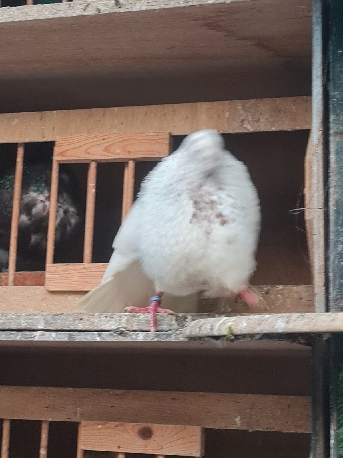 mooie doffer