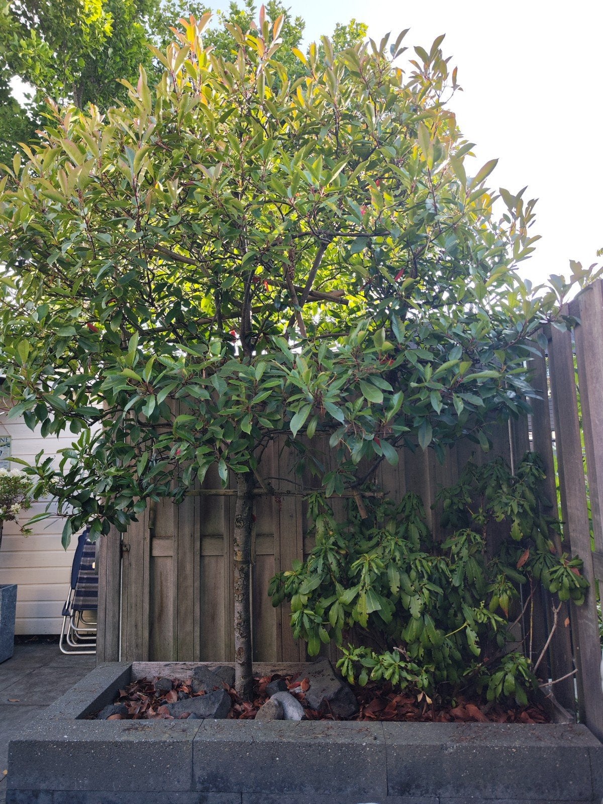 Boom en plant gratis!! gelijk op te halen, Tuin en Terras, Planten | Bomen, Ophalen