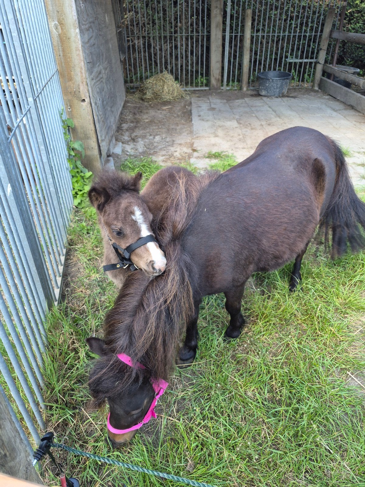 aangeboden, plekje voor shetland hengst, Dieren en Toebehoren, Opfok, 1 paard of pony