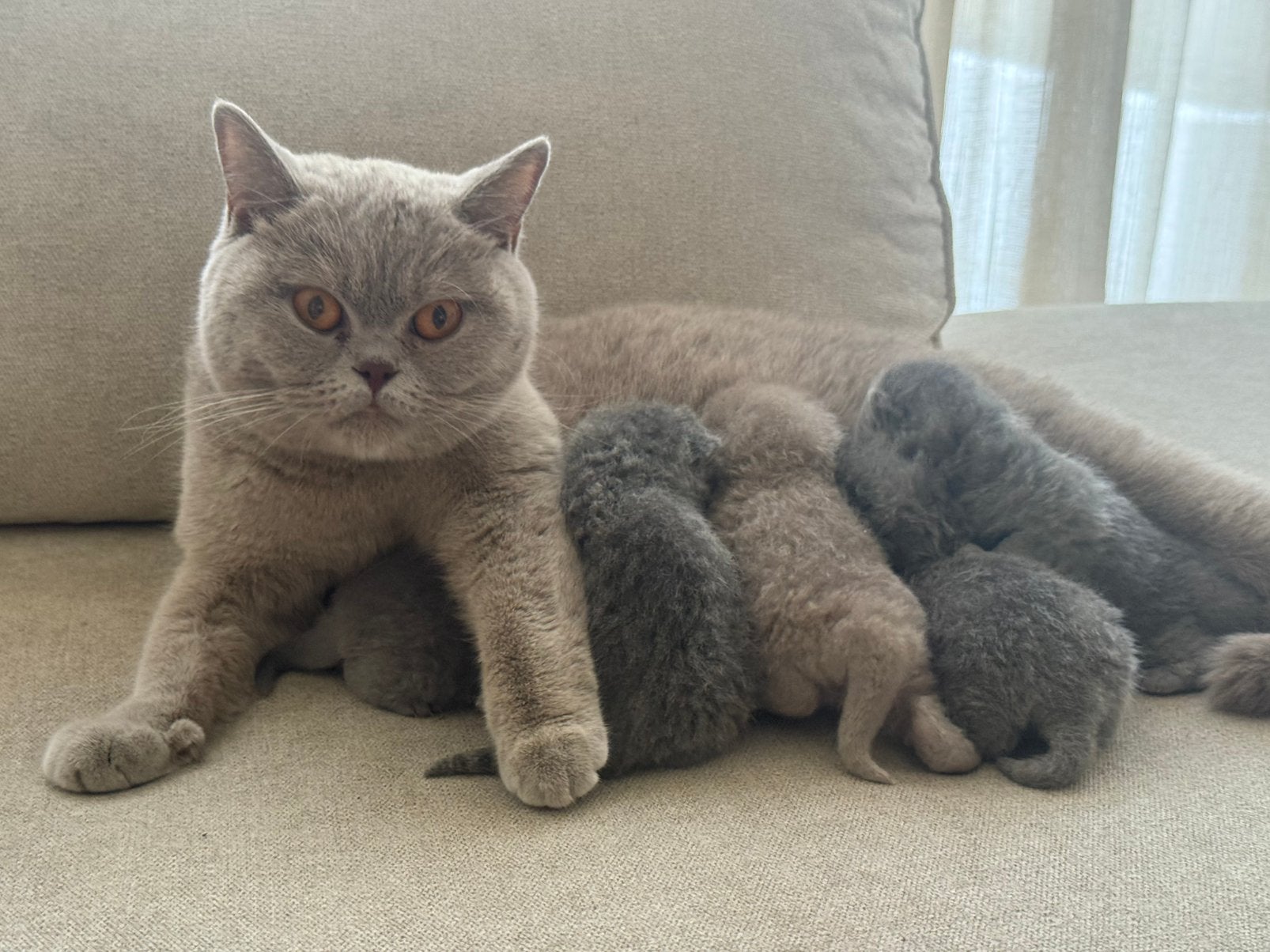Super lieve kittens ️, Meerdere dieren, Met stamboom, 0 tot 2 jaar