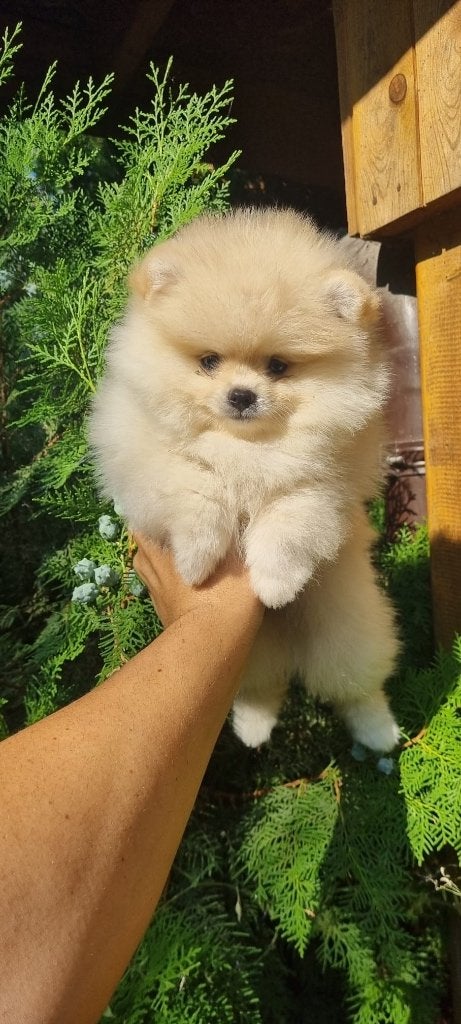 Pomeriaan pup, Dieren en Toebehoren, Honden | Poolhonden, Keeshonden en Oertypen, Particulier, Keeshond, 8 tot 15 weken, Buitenland