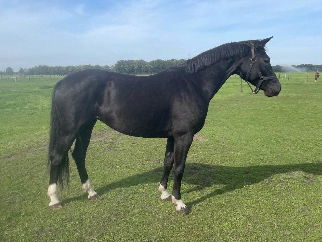 fok/ draag merrie, Dieren en Toebehoren, Met stamboom, Dressuurpony, 0 tot 2 jaar, Onbeleerd