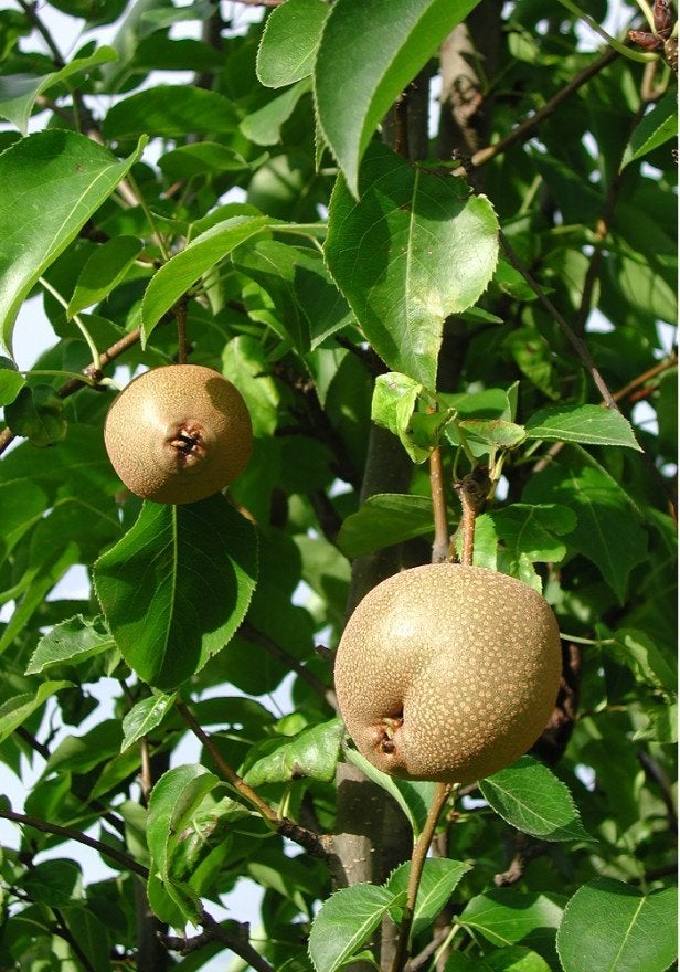 FRUIT Pyrus pyri. 'Shinseiki' Nashipeer appelpeer voedselbos, Volle zon, Vaste plant, Ophalen of Verzenden, Fruitplanten