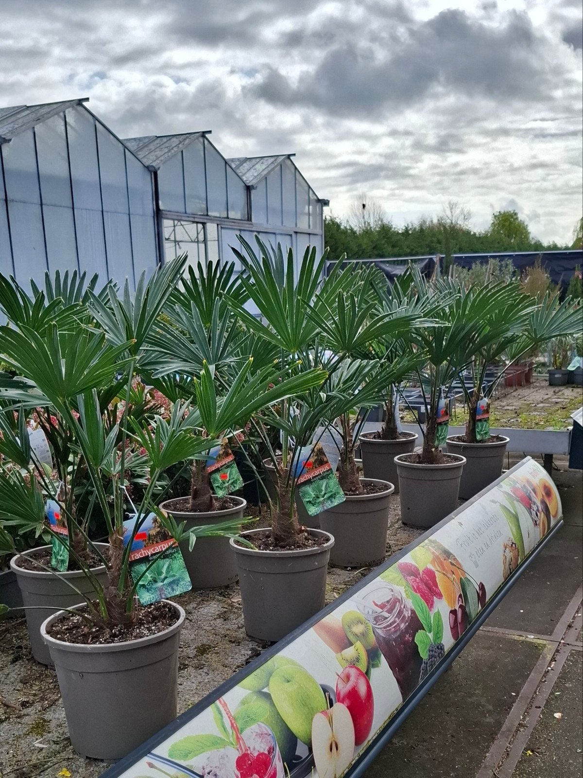 Trachycarpus Wagnerianus Palmboom - Winterharde Palm, Volle zon, Vaste plant, Bloeit niet, Ophalen