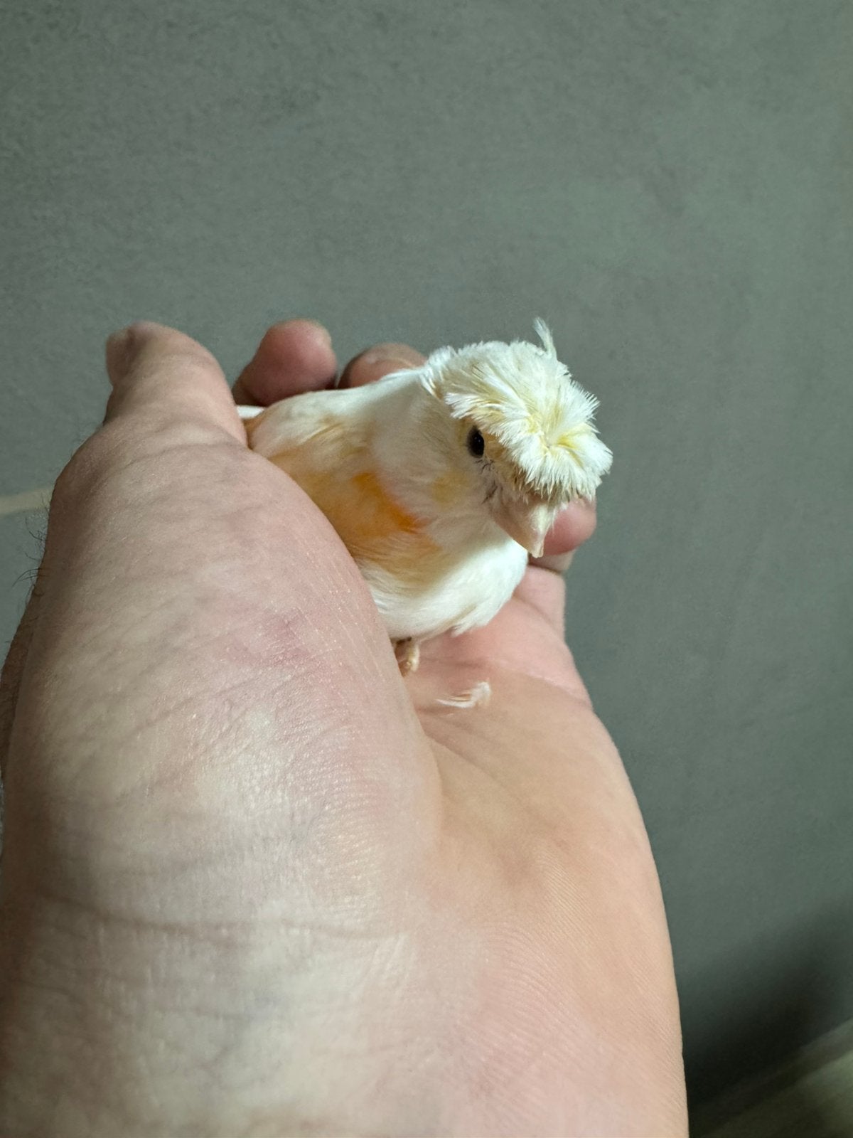 Gerrit Verhoeven straat, Amfibie, 0 tot 2 jaar