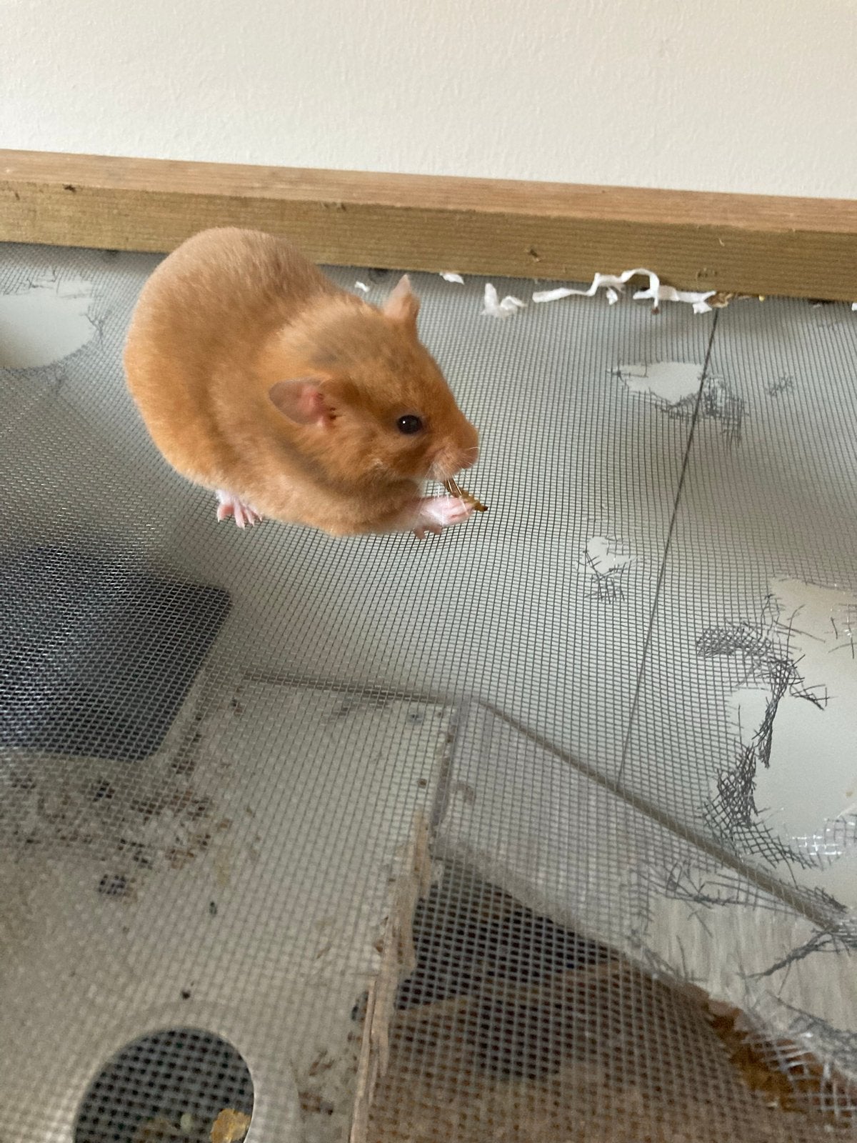 Goudhamster met kooi en toebehoren, Dieren en Toebehoren, Hamster, April, Vrouwelijk, Tam