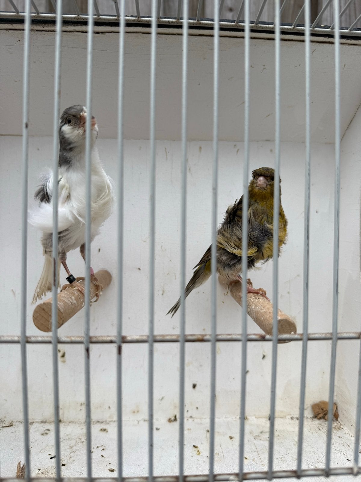 Prachtige Noord-Hollandse Frisé koppel, Dieren en Toebehoren, Vogels | Kanaries, Meerdere dieren