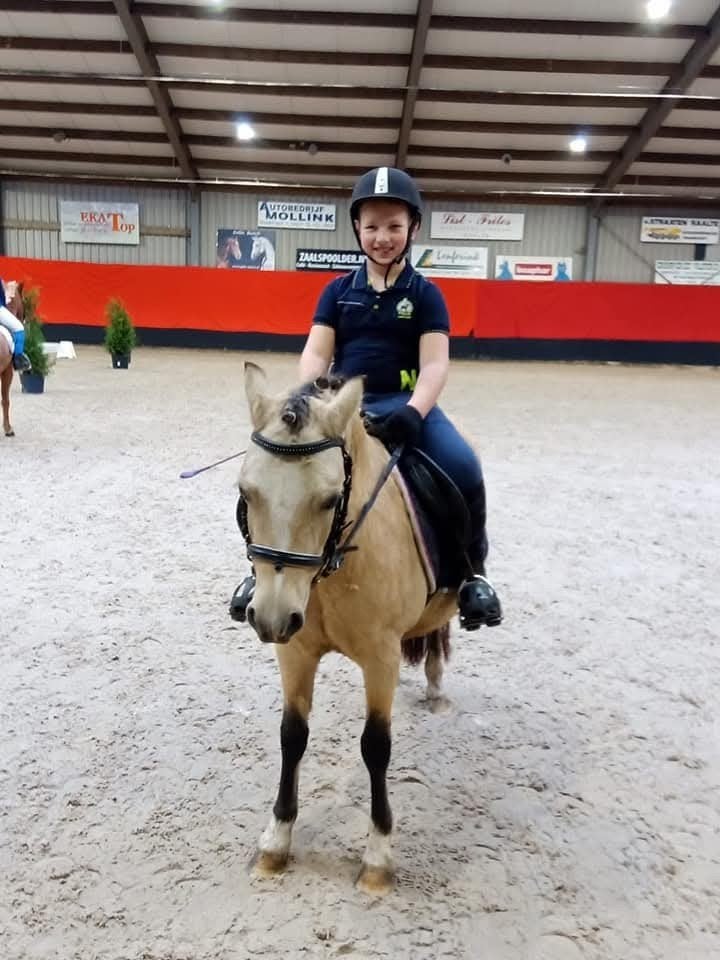 Mooie welsh a merrie. (Nieuwe advertentie), Dieren en Toebehoren, Paarden, Merrie, Met stamboom, Minder dan 160 cm, Dressuurpaard