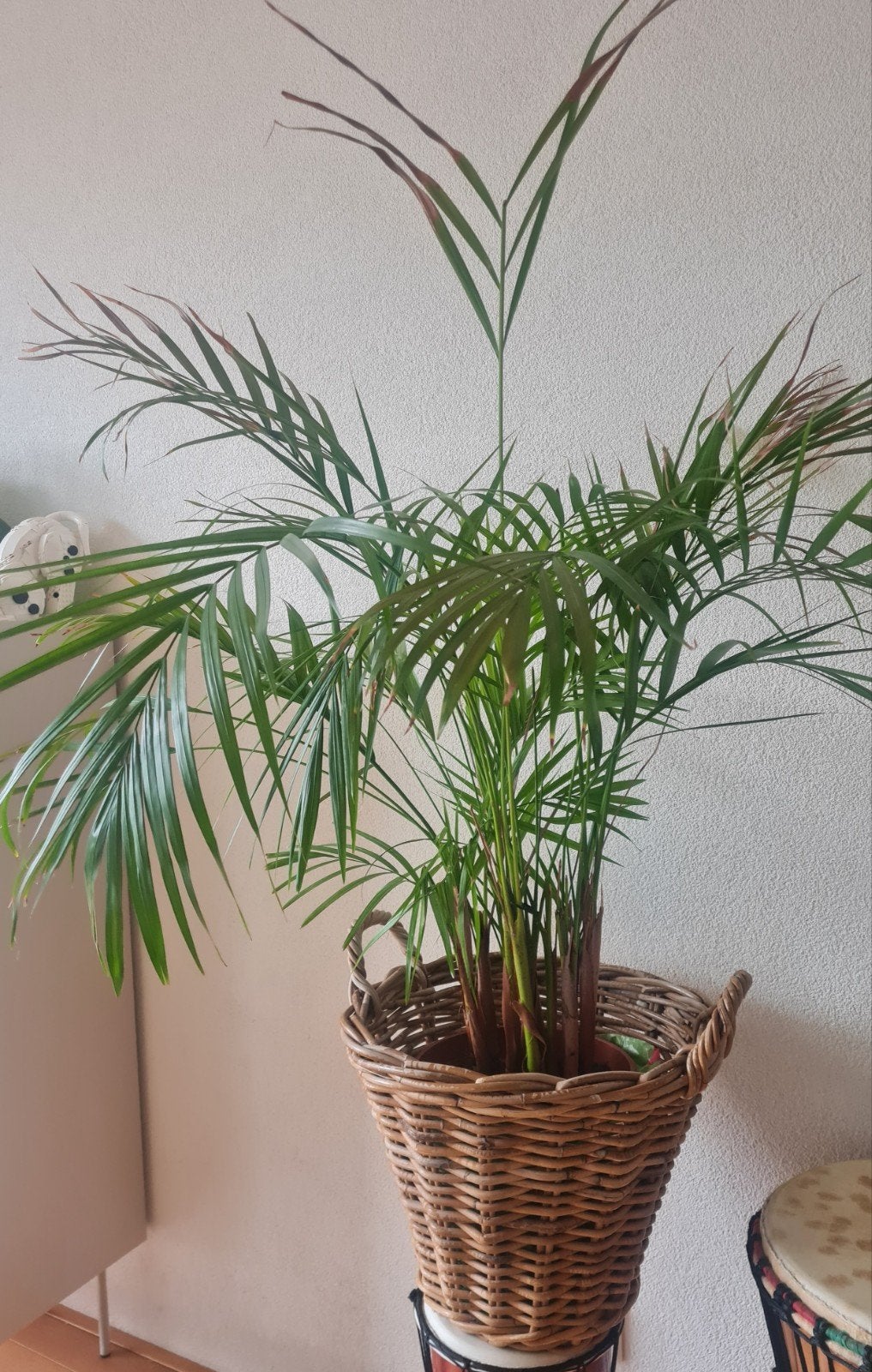 Kamerplant met rieten mand, Ophalen, Groen, Gebruikt, Landelijk