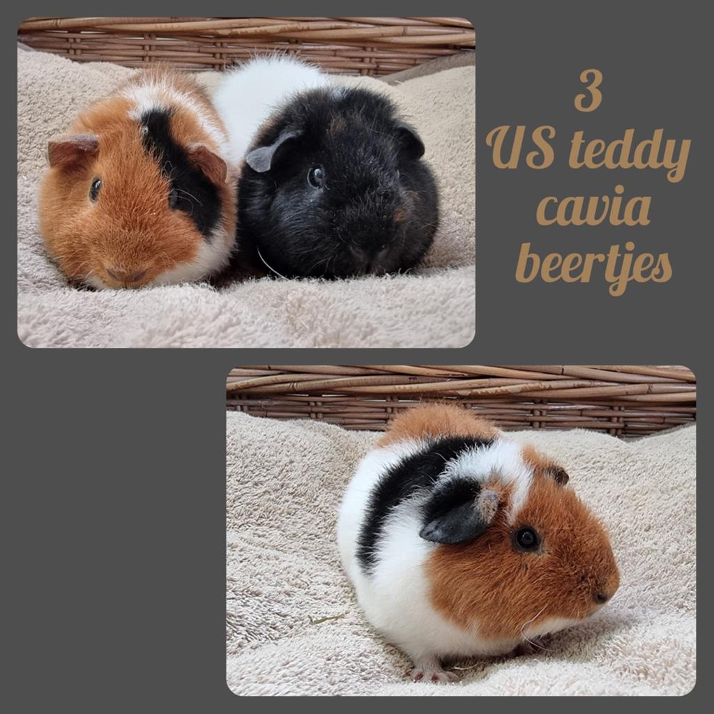 Het onderste cavia beertje is nog beschikbaar!, Maart, Mannelijk, Cavia